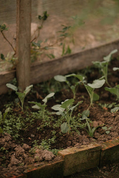 Young broccoli plants ready to transplant