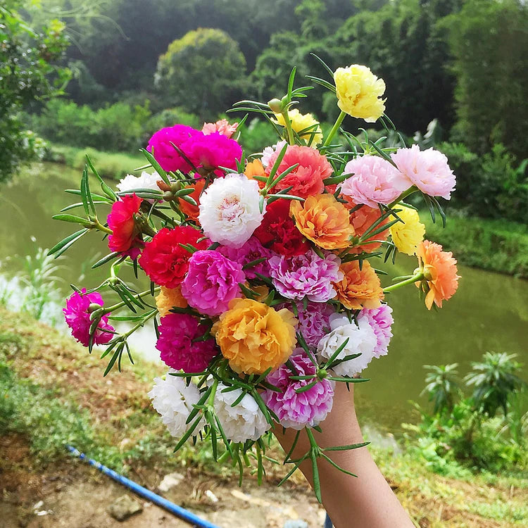 Product photo of mixed moss rose seeds