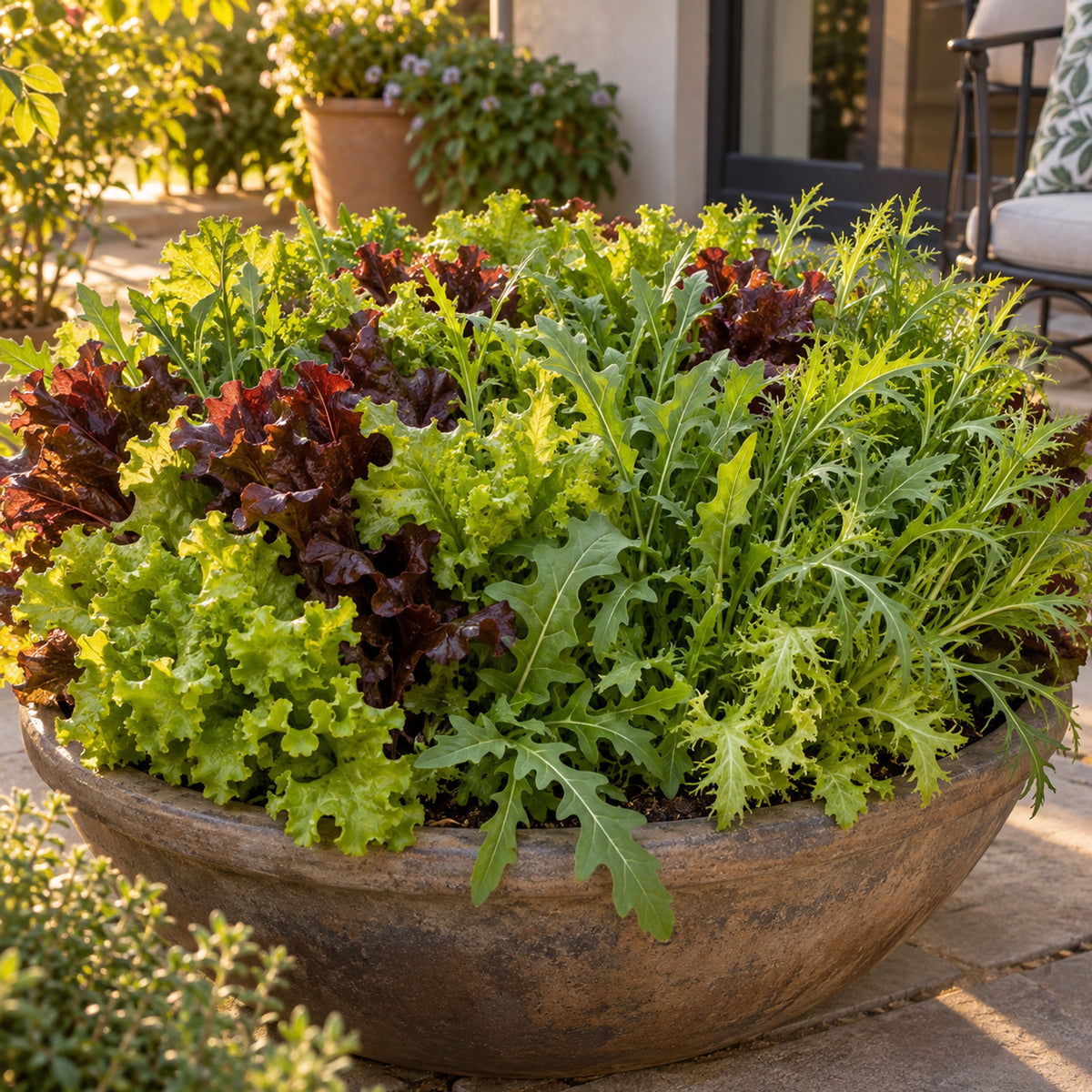 Chef's Choice Mesclun Greens Seeds growing in a home garden