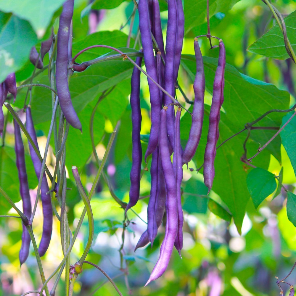 Seed packet for pinkeye purple hull cowpea seeds