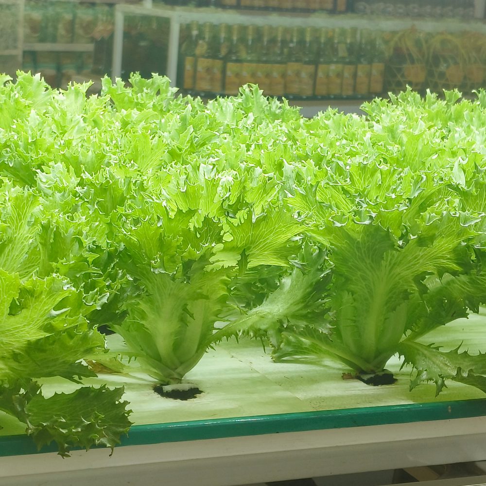 Ezrilla Leaf Lettuce growing in a garden