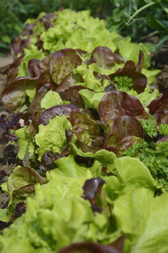 Gourmet Baby Greens Lettuce Blend: growing bed