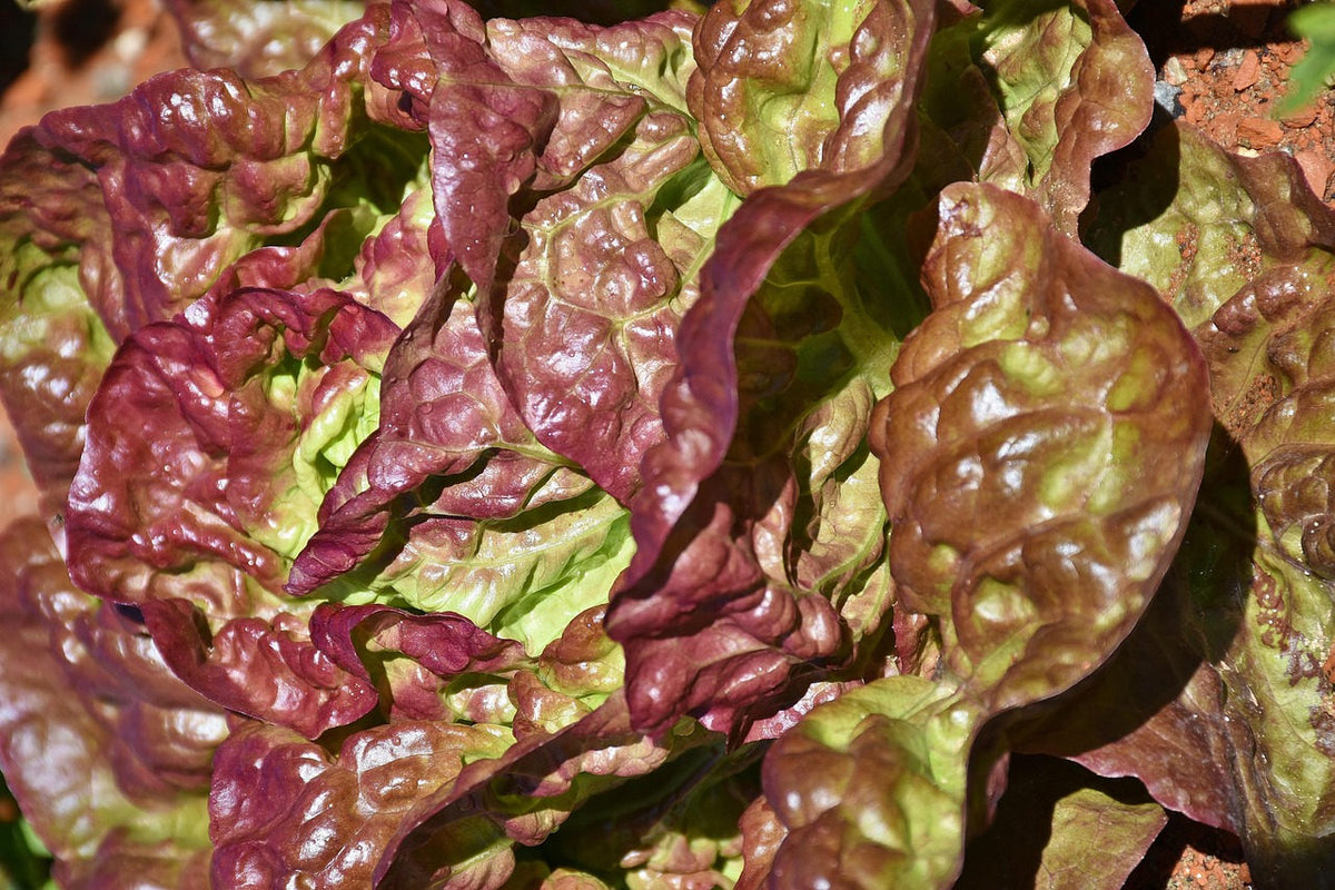 Gourmet Baby Greens Lettuce Blend: red leaf closeup