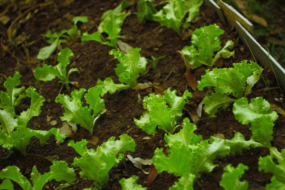 Gourmet Baby Greens Lettuce Blend: young green leaves