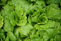 Northeast Garden Seed Bundle: growing cabbage