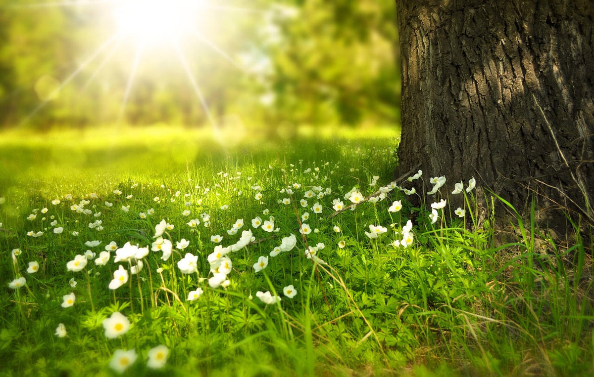 Wildflower Seed Mix: meadow blooms