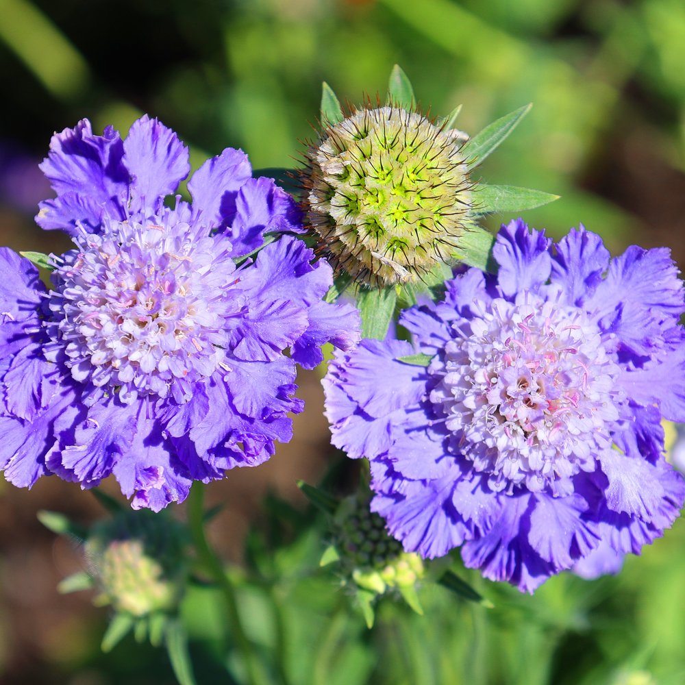 Seed packet for isaac house pincushion flower mix seeds