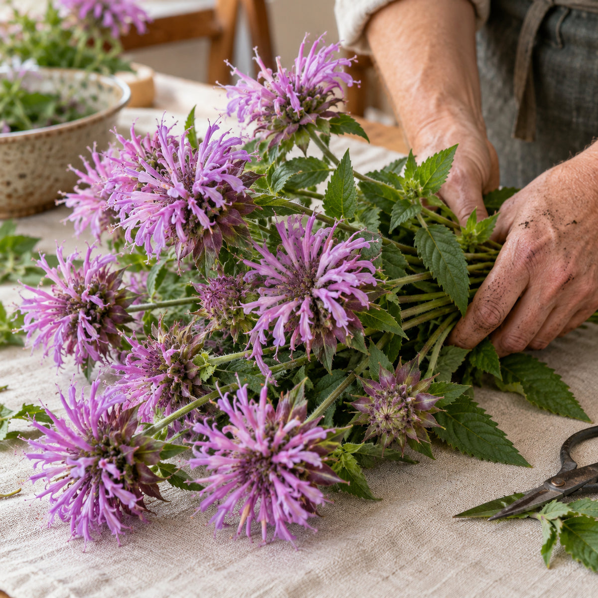 Lambada Bee Balm Flower Seeds harvest up close