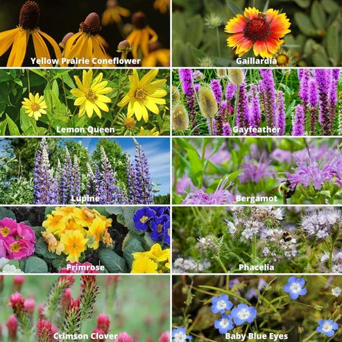 Product photo of wildflower seed mix