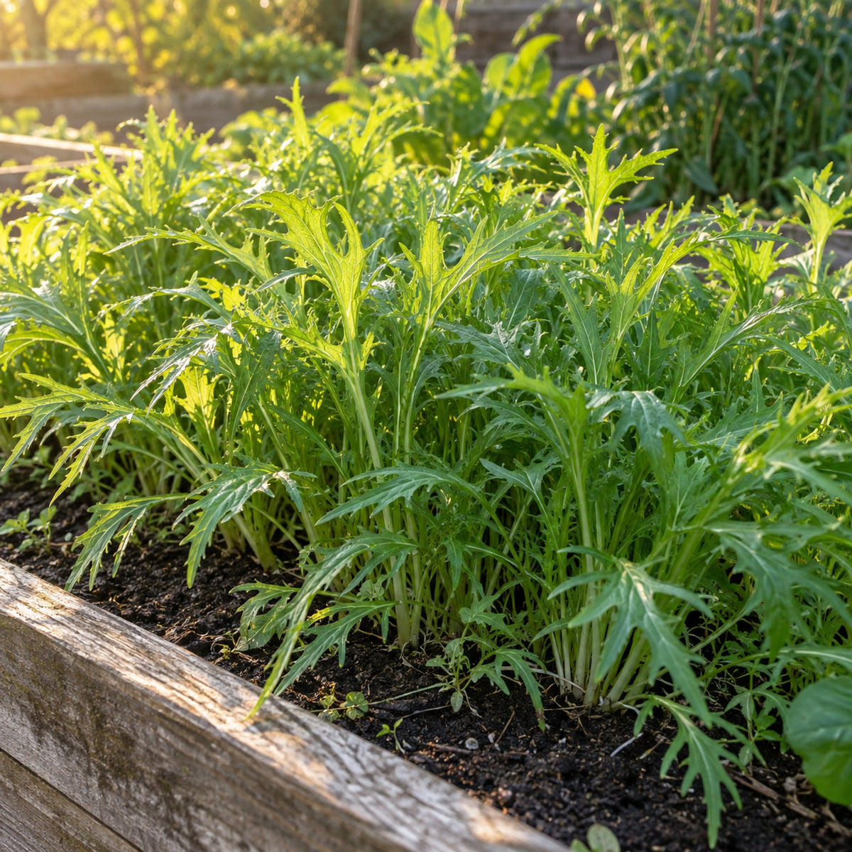Mizuna Mustard Seeds growing in a home garden