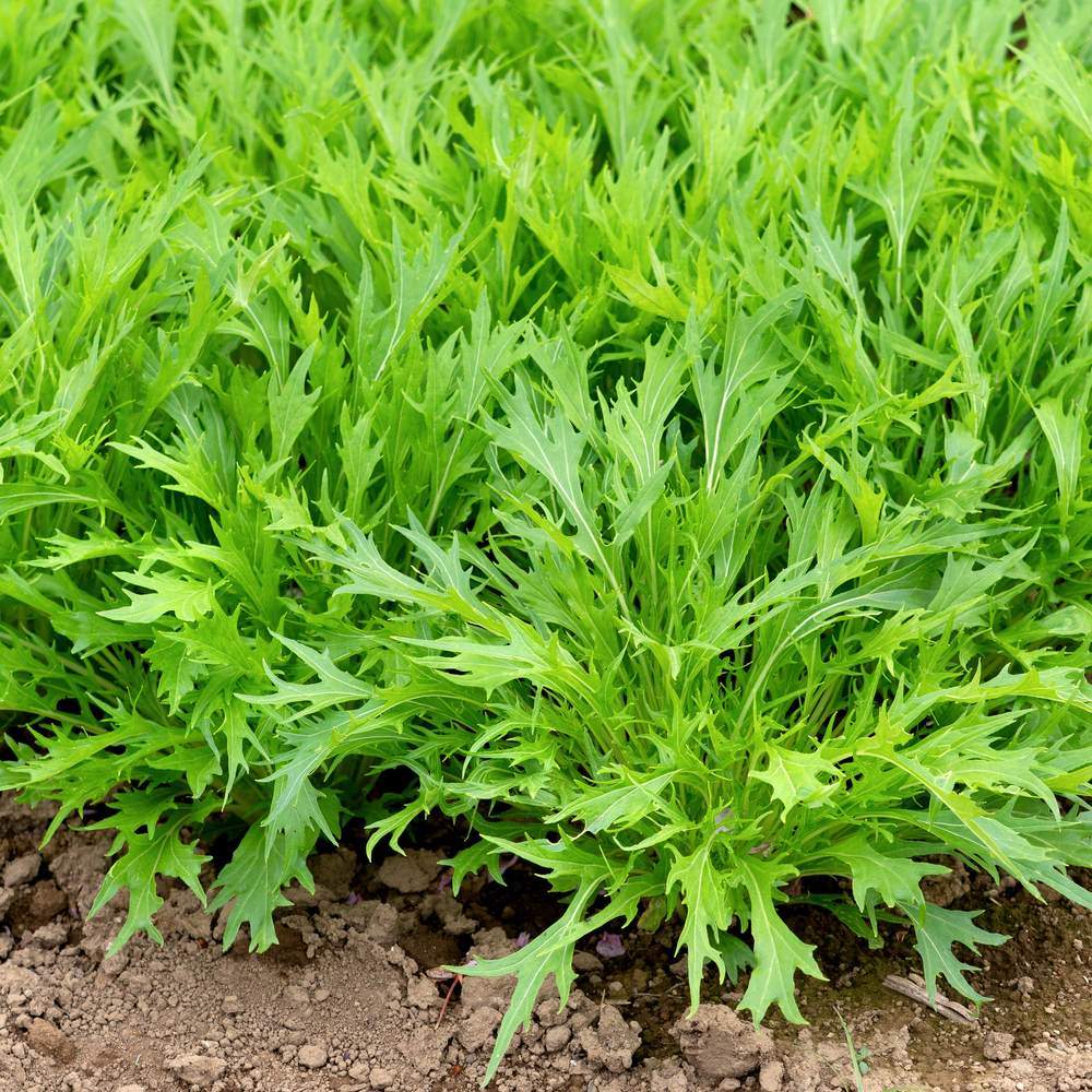 Seed packet for mizuna mustard seeds