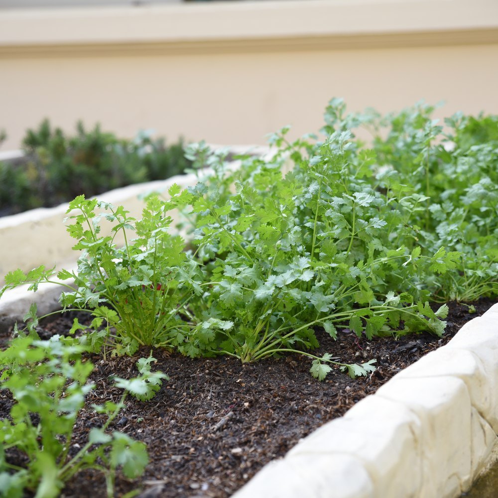 Seed packet for moroccan cilantro and coriander seeds