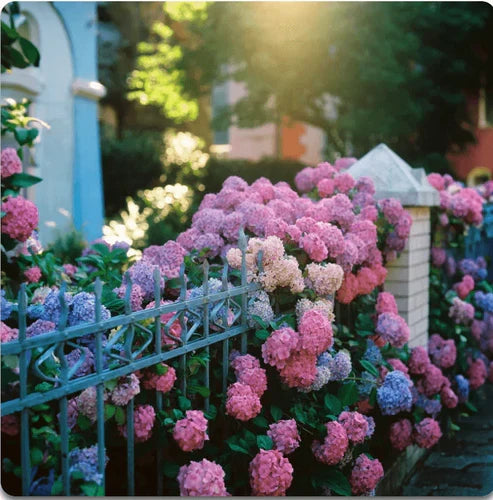 Product photo of hydrangea seeds