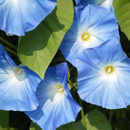Seed packet for pinwheel morning glory blend seeds
