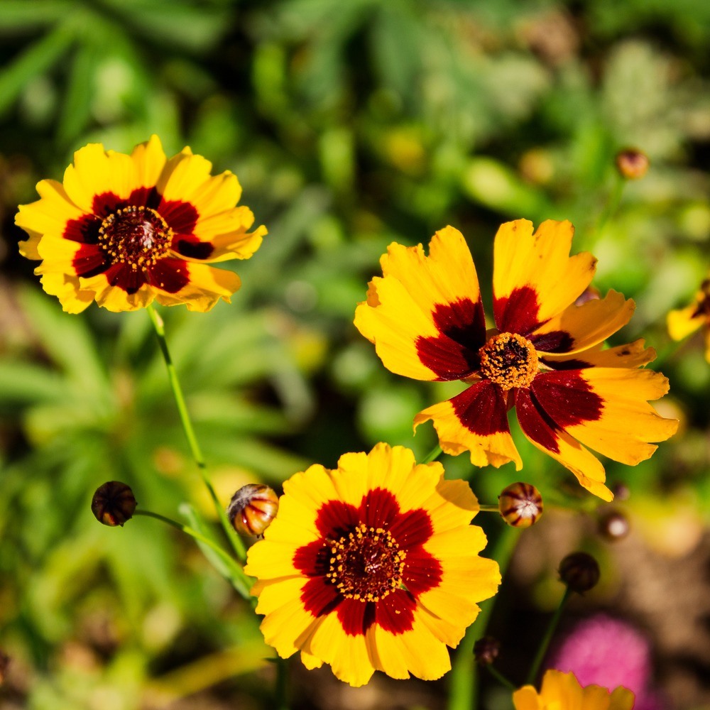 Seed packet for plains coreopsis seeds