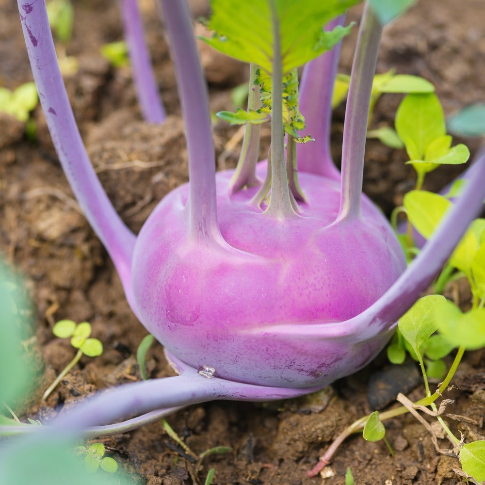 Seed packet for purple vienna kohlrabi seeds