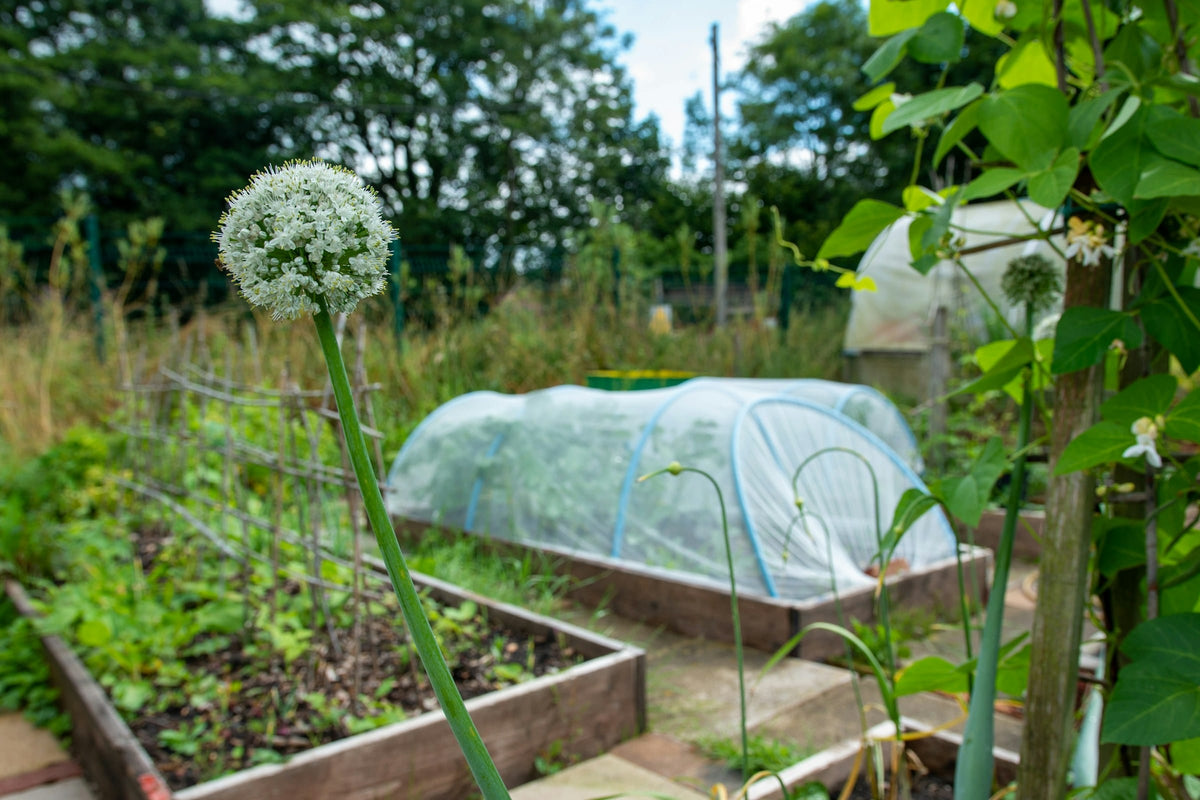 Wooden raised beds with vegetables and a netting tunnel
