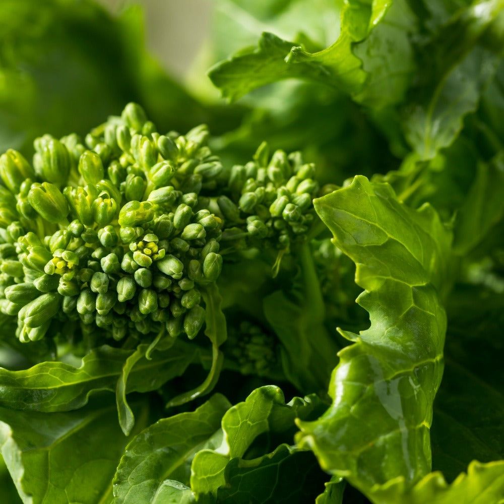 Seed packet for rapini broccoli raab seeds