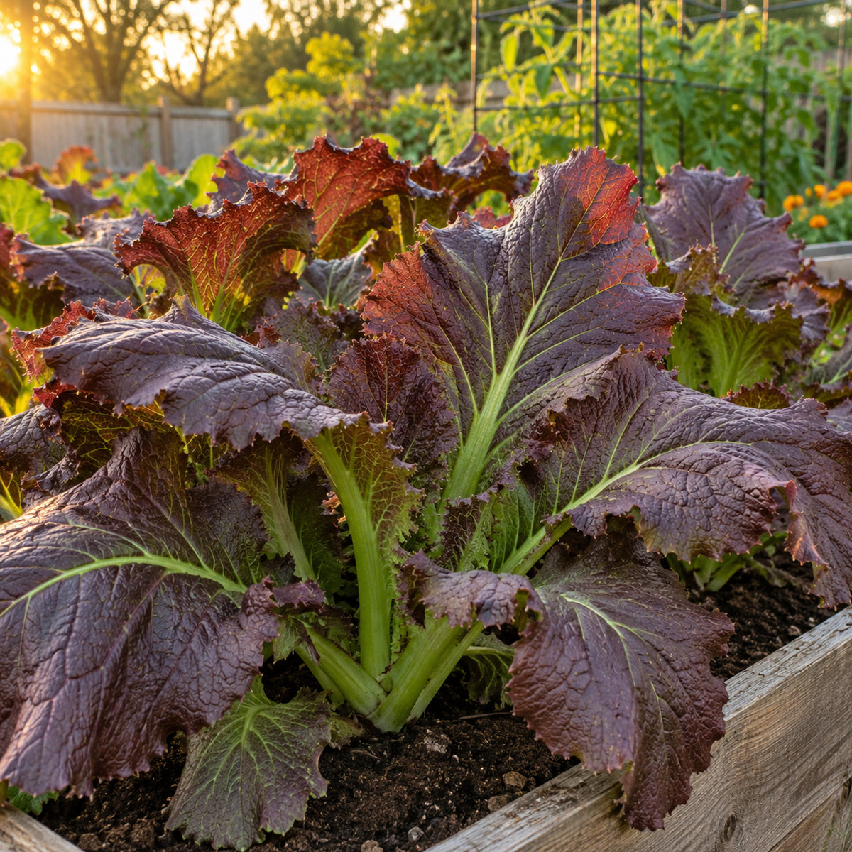 Red Giant Mustard Seeds growing in a home garden