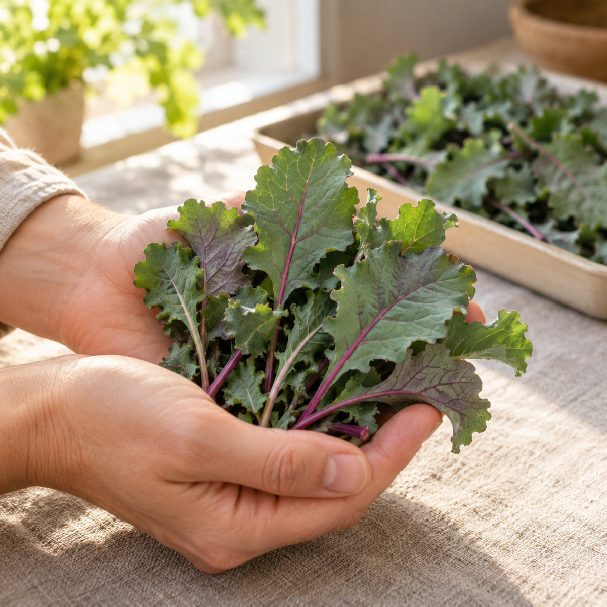 Red Russian Kale Baby Greens Seeds harvest up close