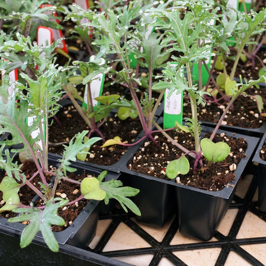 Red Russian Kale Baby Greens seeds