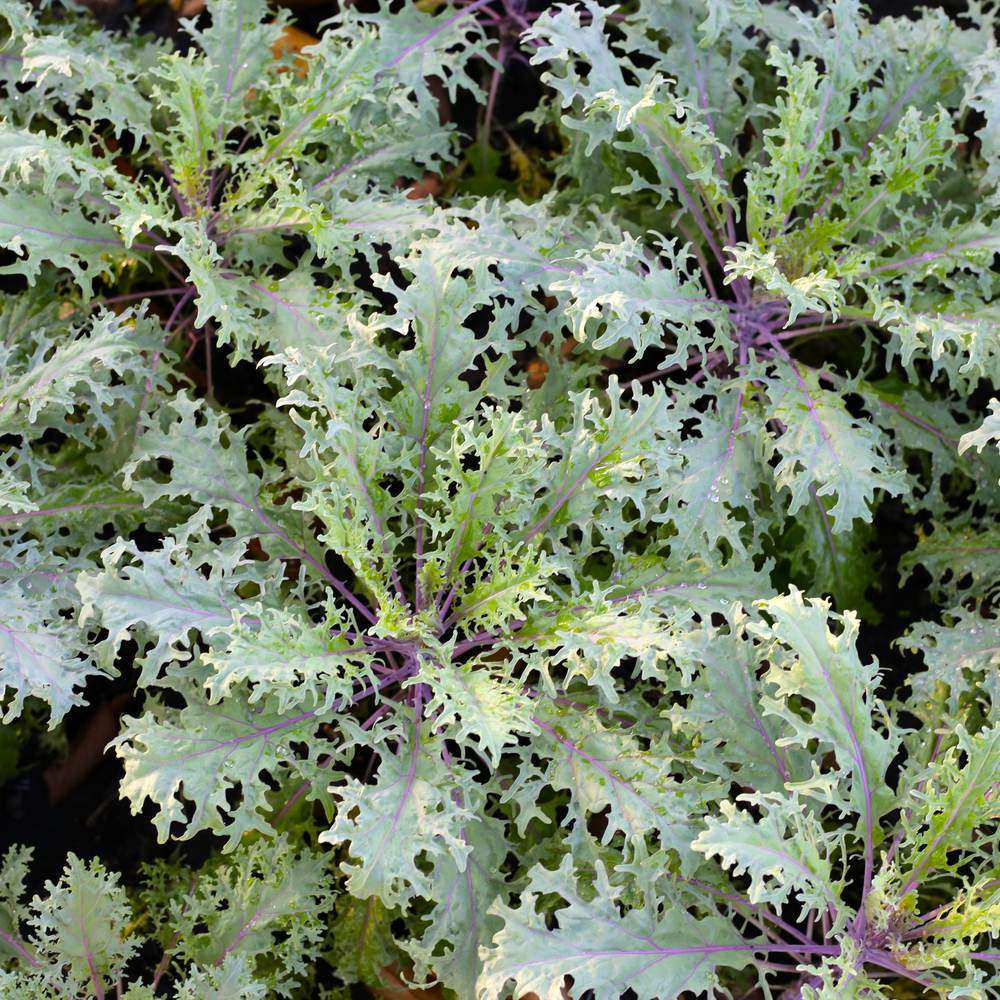 Red Russian Kale seeds