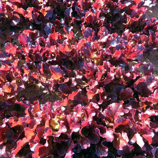 Red Sails Leaf Lettuce seeds
