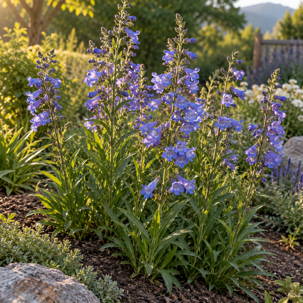 Rocky Mountain Blue Penstemon Seeds growing in a home garden