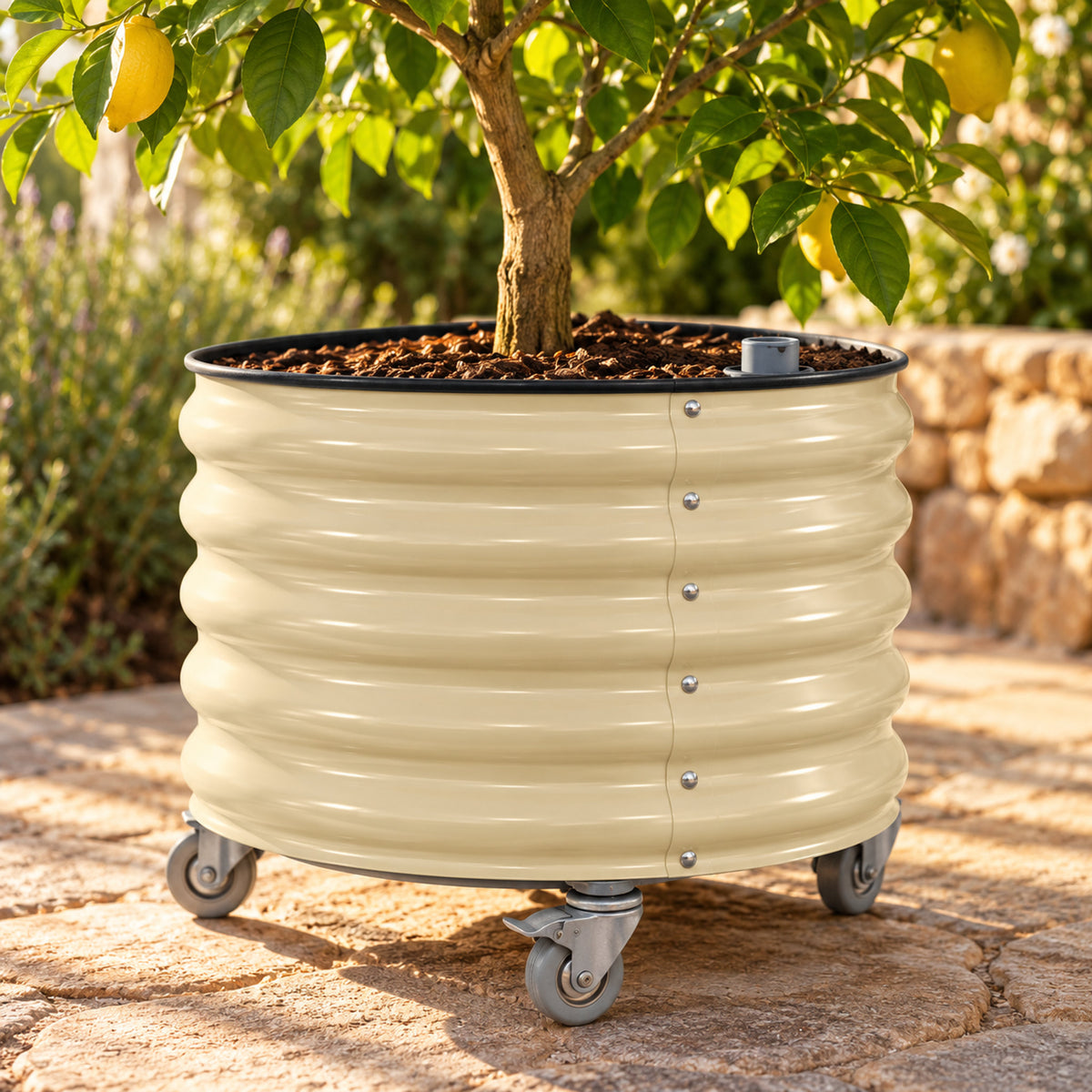 Rolling Citrus Tree Planter, 30 Gallons detail