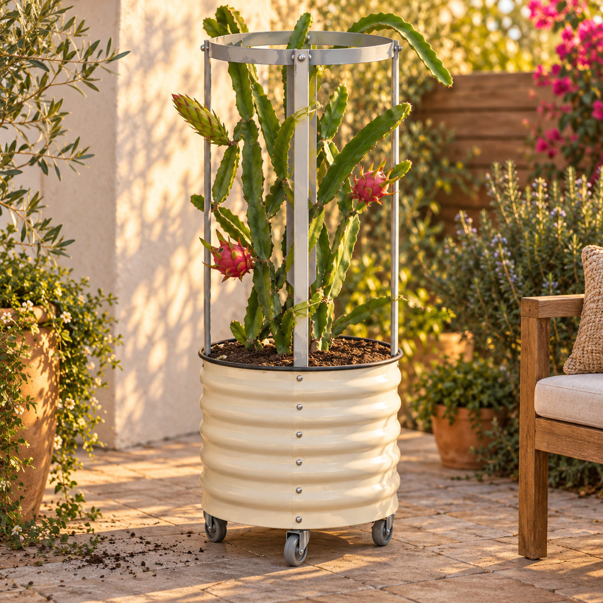 Rolling Dragon Fruit Planter With Trellis in use in a home garden