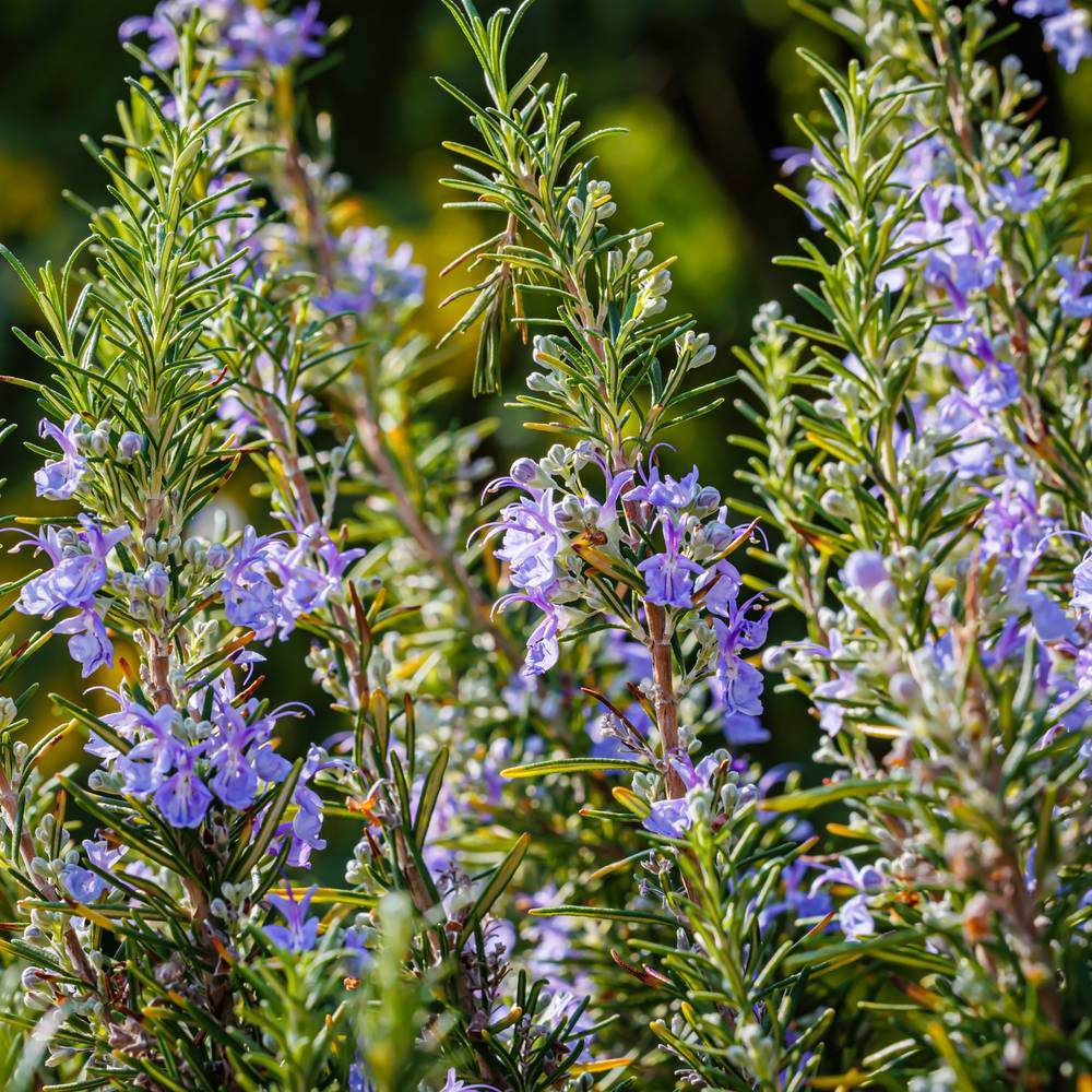 Rosemary Herb seeds