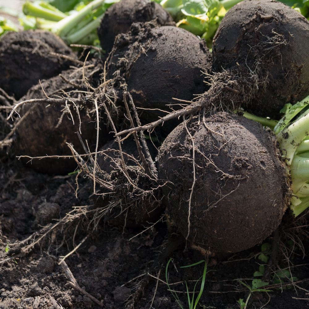 Round Black Spanish Radish seeds