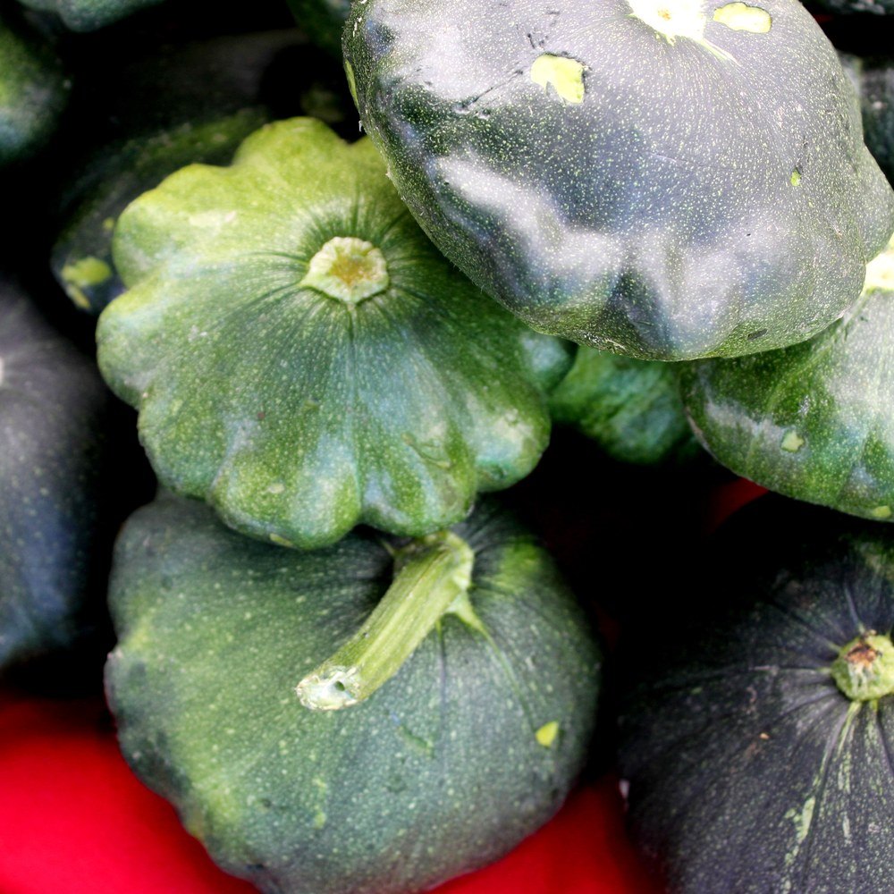Scallop Summer Squash Blend seeds