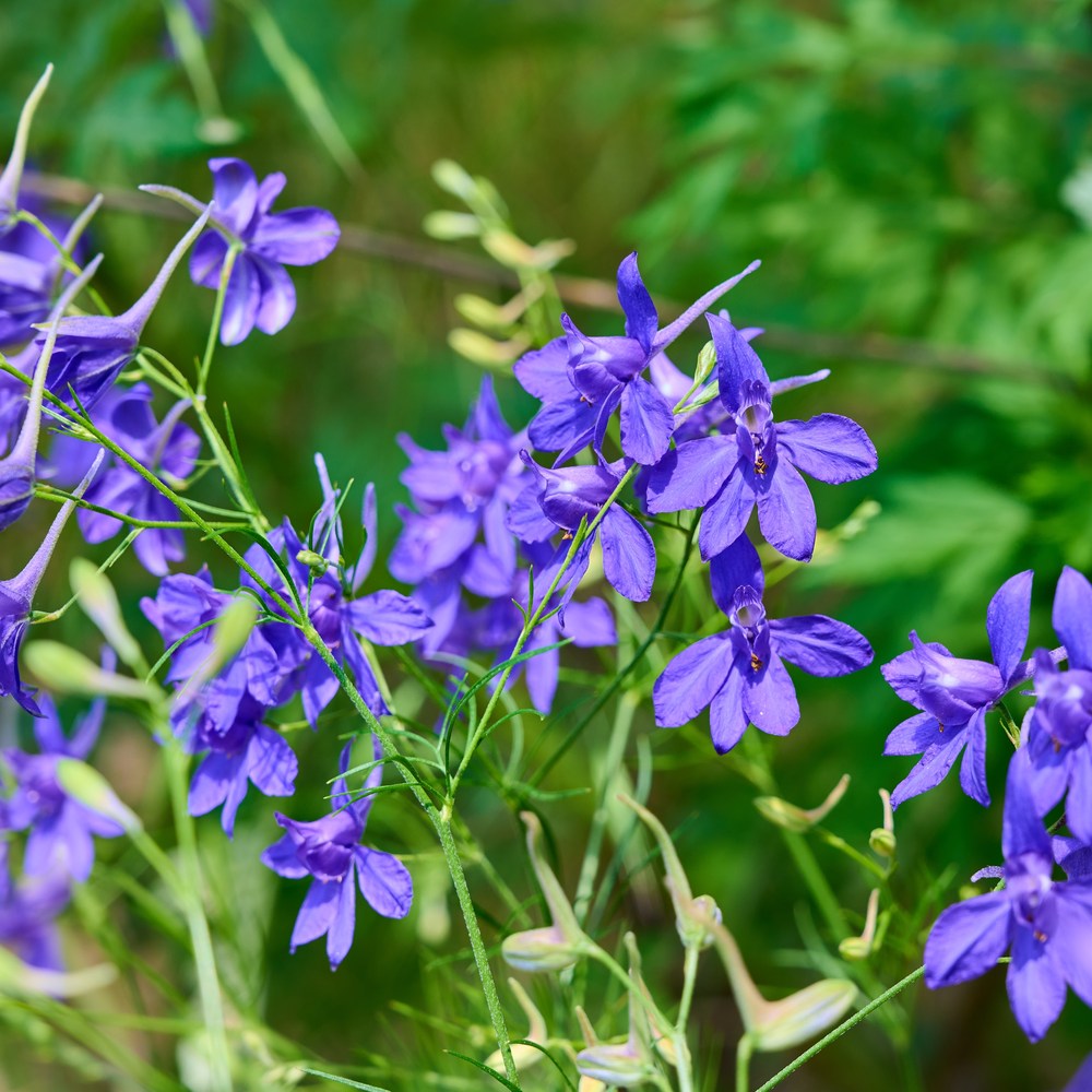 Blue Larkspur Blend seeds