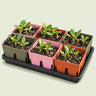 Six Cell Seed Starting Trays on a soft green background