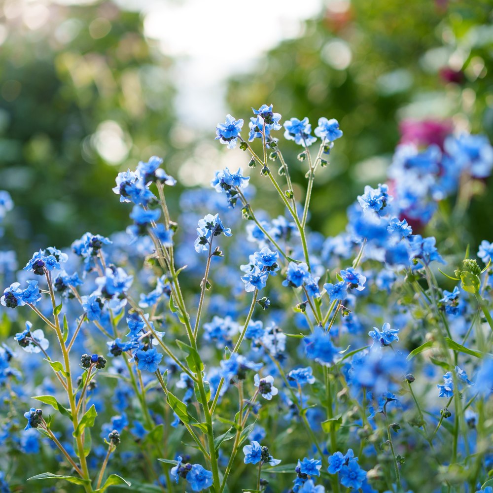 Spring and Summer Forget-Me-Not Mix seeds