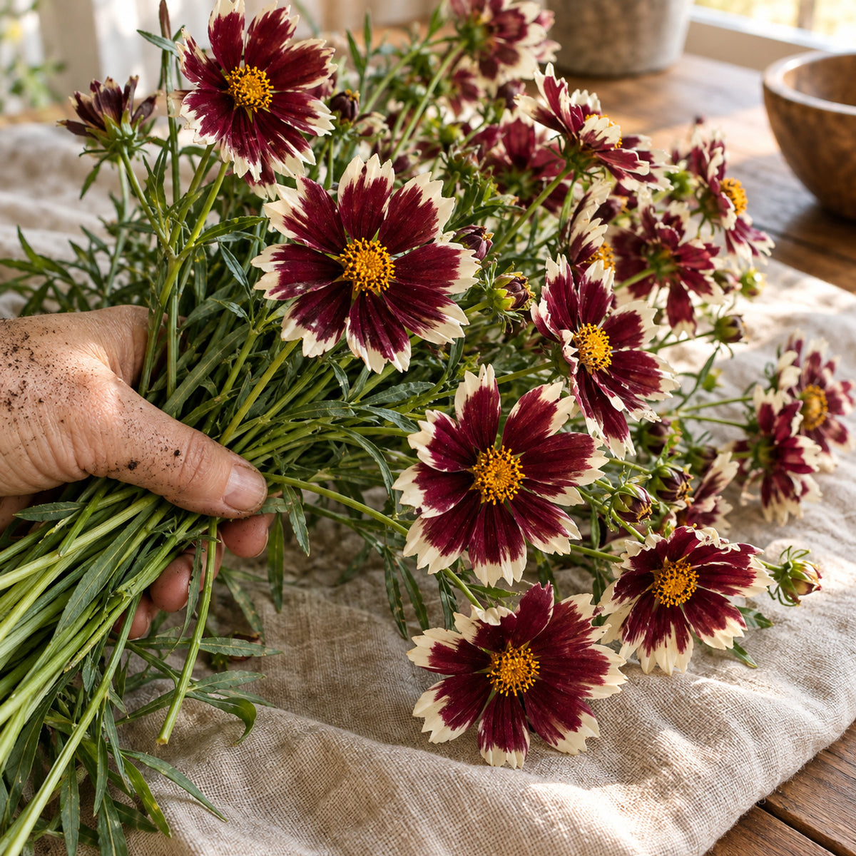 Swirl Coreopsis Flower Seeds harvest up close