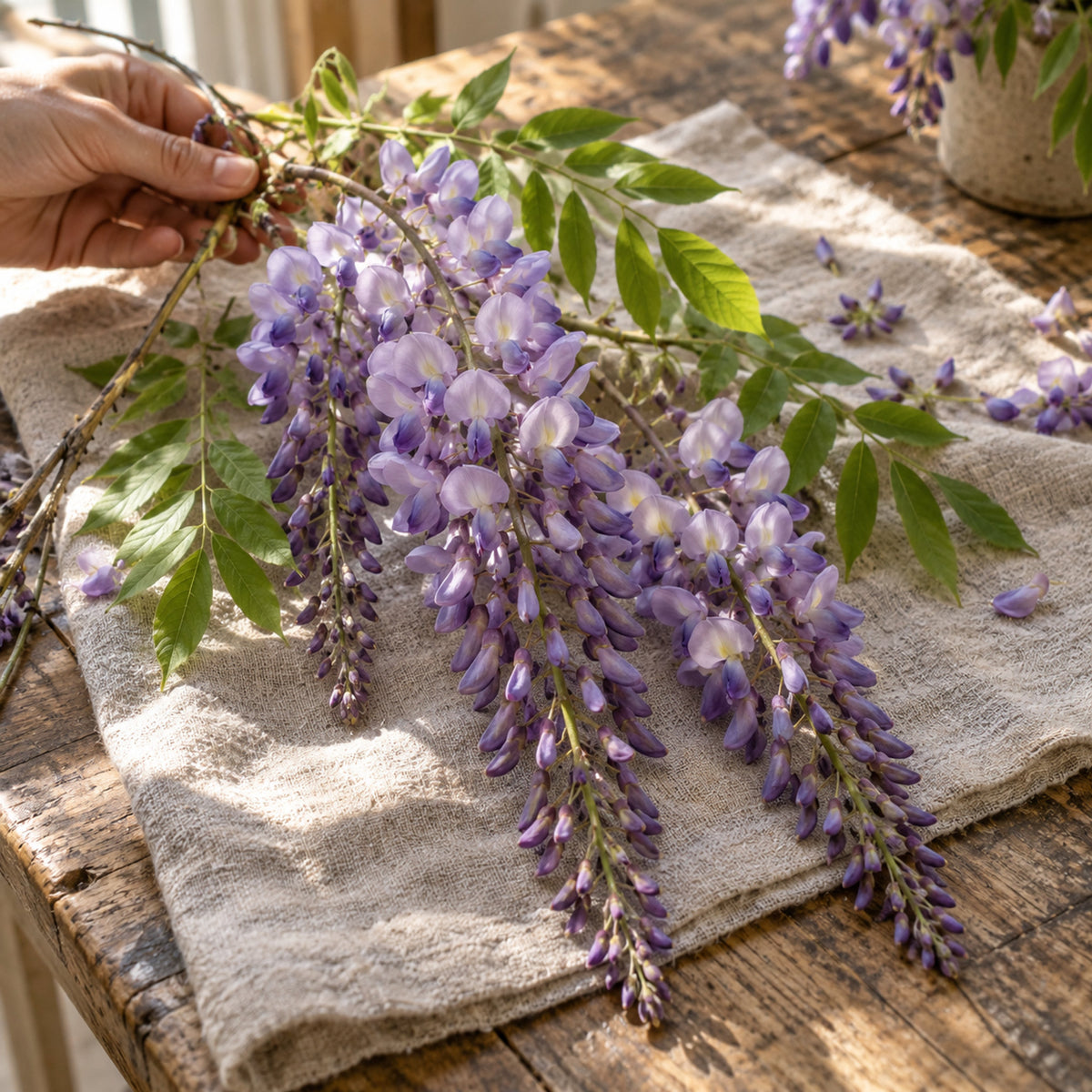 Wisteria Seeds harvest up close