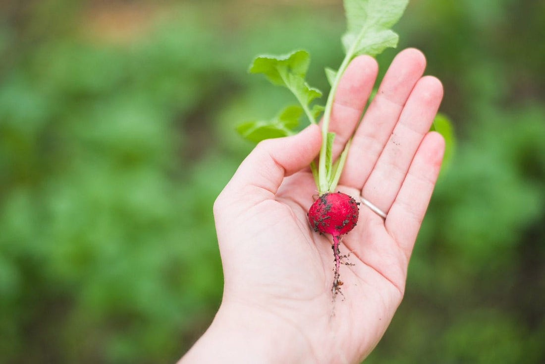 A hand holding a freshly pulled red radish in a green garden