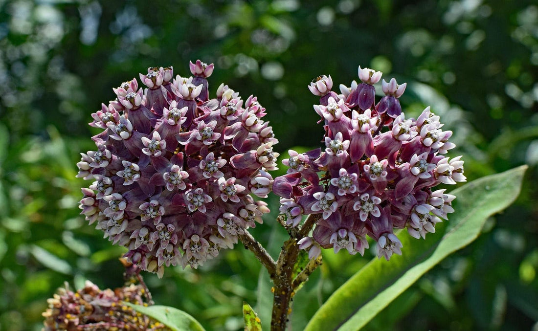 Rounded pink-purple milkweed flower clusters in a garden