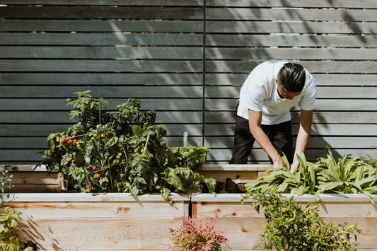 A gardener tending a raised vegetable bed beside a wooden fence