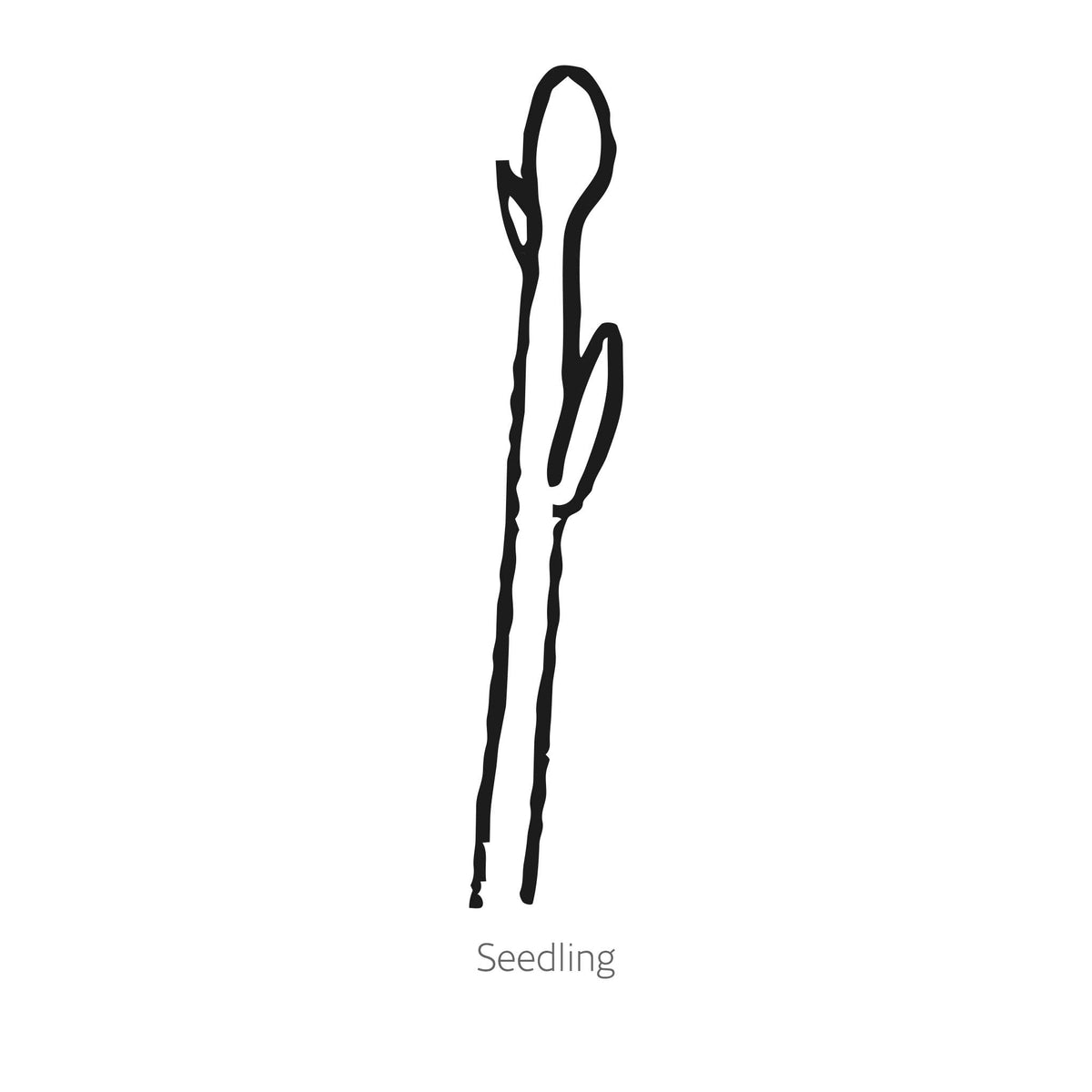 Spartacus Asparagus crop