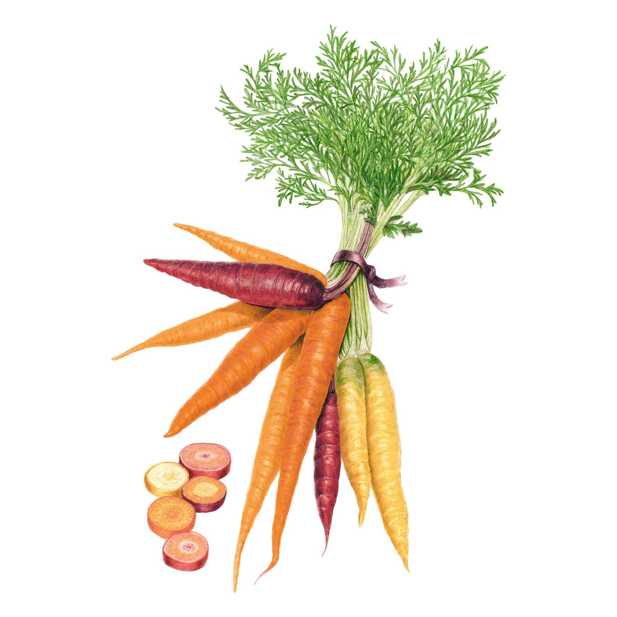 Carnival Blend Carrot seed packet
