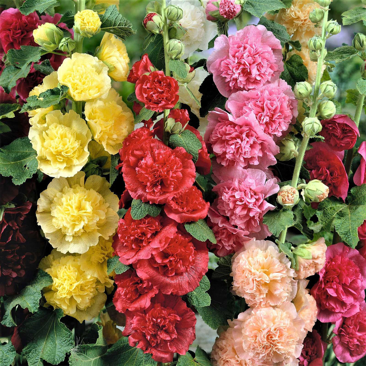 Product photo of double hollyhock seeds
