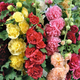 Product photo of double hollyhock seeds