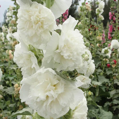 Product photo of double hollyhock seeds