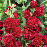 Product photo of double hollyhock seeds