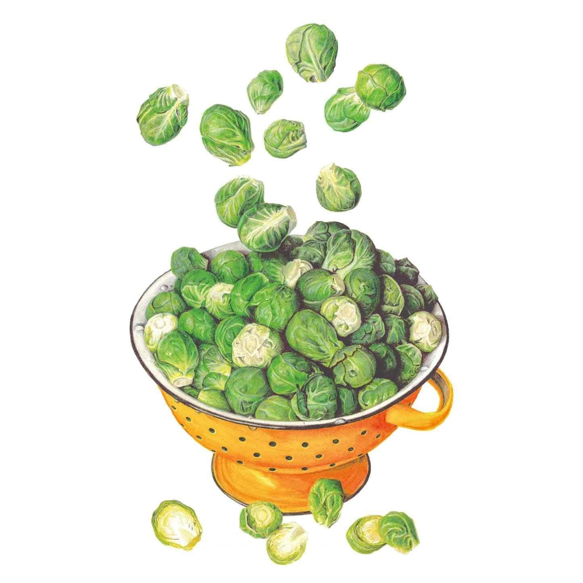 Silvia Brussels Sprouts seed packet