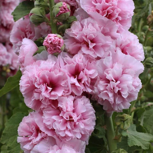 Product photo of double hollyhock seeds
