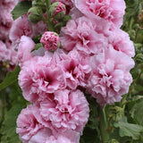 Product photo of double hollyhock seeds